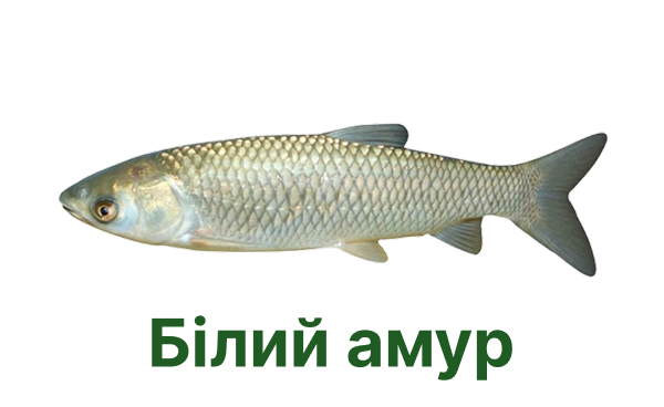 +++ білий амур
