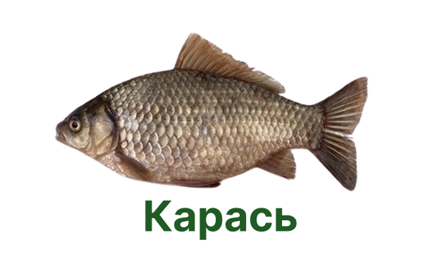 +++ карась