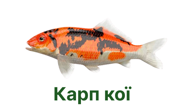+++ карп кої