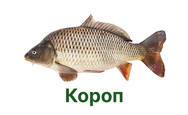 +++ короп