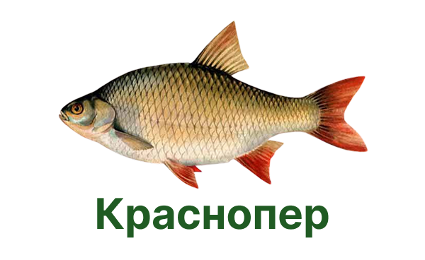 +++ краснопер