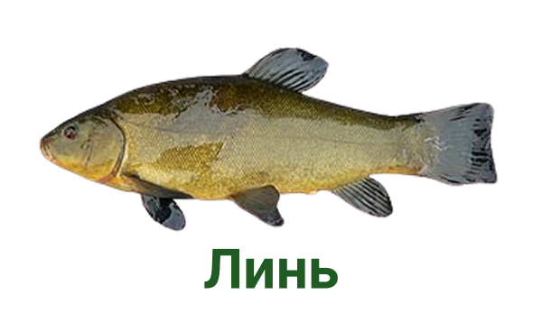 +++ линь