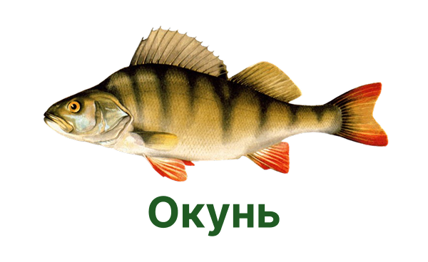 +++ окунь