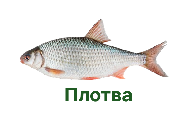 +++ плотва
