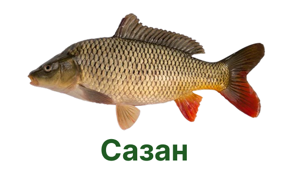 +++ сазан