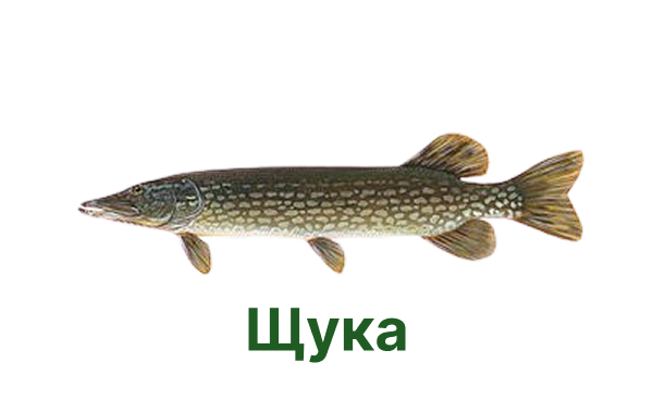 +++ щука