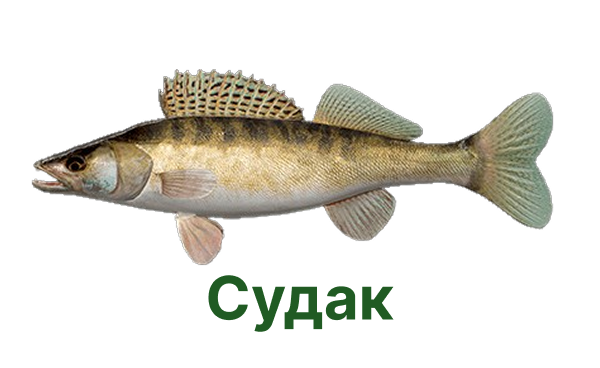 +++ судак