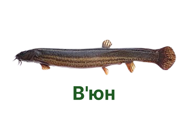 +++ в'юн